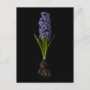 Zoek naar hyacinth briefkaarten Veer