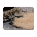 Recherche de amis animaux magnets Bff