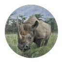 Recherche de rhinocéros dessous de verres Faune