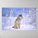 Recherche de canis posters David northcott