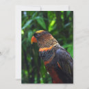 Recherche de perruche mignonne vœux cartes Perroquet