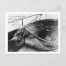 Recherche de tortue géante cartes postales Mer