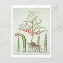 Zoek naar plant boom briefkaarten Fruit