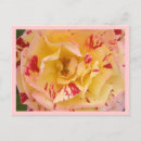 Recherche de percussion cartes postales De fleurs