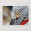 Zoek naar witte veren briefkaarten Close up