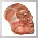 Recherche de anatomie de bouche posters Tendon