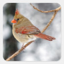 Recherche de cardinal autocollants Observation des oiseaux