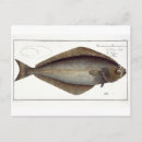 Zoek naar marine life briefkaarten Andreas ludwig