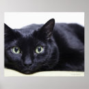 Zoek naar katten portret posters Kattenfotografie