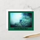 Recherche de bear cartes postales Ours noir