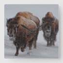 Recherche de yellowstone horloges Image de couleur