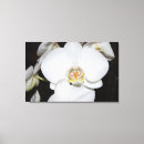 Zoek naar witte orchidee kunst Fotografie