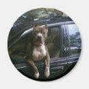 Zoek naar pitbulls magneten Huisdier