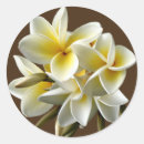 Recherche de plumeria autocollants Floral