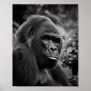 Recherche de portrait de gorille art Nature