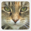 Recherche de yeux de tigre autocollants Pour tous