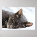 Recherche de dormir posters Fourrure