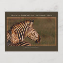 Recherche de zèbre rayé cartes postales Bébé