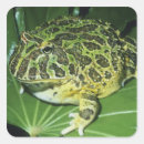 Zoek naar grappige kikker stickers Wild