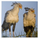 Recherche de tanzanie carreaux Ralph h bendjebar