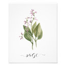 Recherche de basilic posters Aquarelle