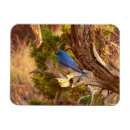Recherche de merles magnets Nature