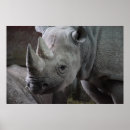 Recherche de rhinocéros noir posters Faune