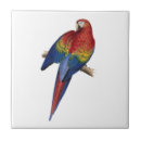 Recherche de ara carreaux Perroquet