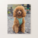 Zoek naar poodle puzzels Gezelschapsdieren