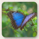 Recherche de papillon bleu morpho dessous de verres Animal