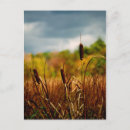 Recherche de cattails posters Marécage