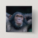 Recherche de chimpanzé badges Primate