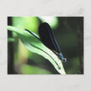 Recherche de libellule et damselfly posters Mouche