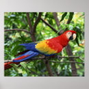 Recherche de écarlate art Faune