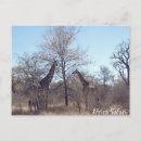 Zoek naar safari briefkaarten Giraf