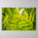 Zoek naar varen posters Groen