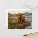 Zoek naar landelijke briefkaarten Hooglandrund