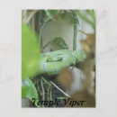 Recherche de vip cartes postales Reptile