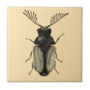 Recherche de insecte carreaux Entomologie