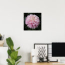 Recherche de chrysanthème photographie Floral