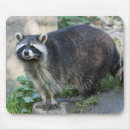 Recherche de ratons laveurs tapis souris Animal