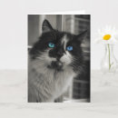 Recherche de yeux bleus vœux cartes Amoureux des chats