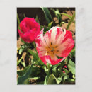 Recherche de tulipes blanches cartes postales Printemps
