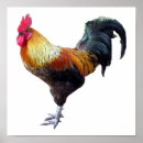 Recherche de animaux de basse cour posters Coq