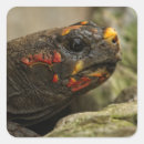 Recherche de piquer autocollants Nature