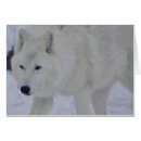 Recherche de loup arctique Canine