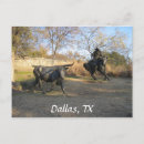 Recherche de dallas tx cartes postales Cowboys