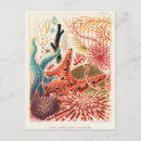 Recherche de biologiste marin cartes postales Vintage