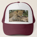 Recherche de prédateurs casquettes Chat