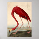 Recherche de audubon posters Illustration